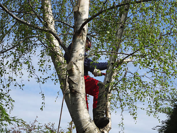 Bartlett, TN Tree Services Company